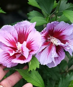 Purple Pillar Hibiscus Live Plant - Columnar Rose of Sharon - 4