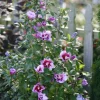 Purple Pillar Hibiscus Live Plant - Columnar Rose of Sharon - 4" Pot - Outdoor Shrub - Image 1