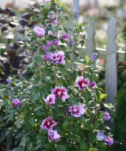 Purple Pillar Hibiscus Live Plant - Columnar Rose of Sharon - 4