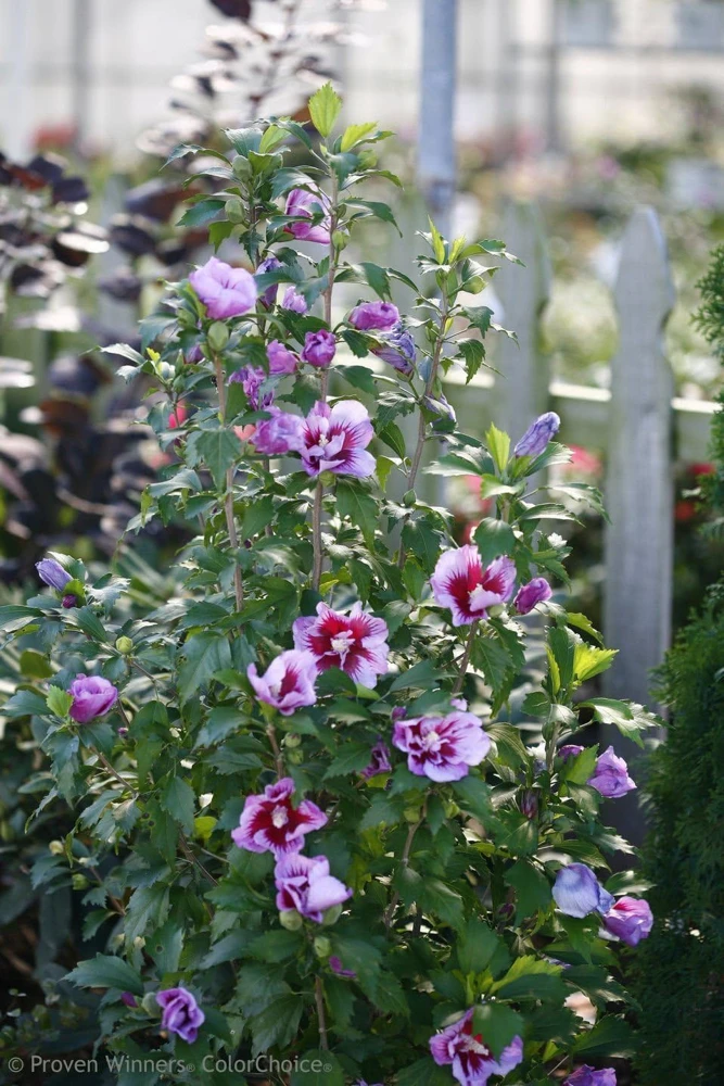Purple Pillar Hibiscus Live Plant - Columnar Rose of Sharon - 4" Pot - Outdoor Shrub - Image 1