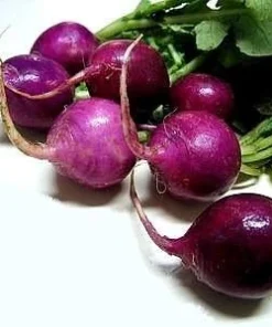 Purple Plum Radish Seeds - 50 Count - Crisp, Colorful & Easy to Grow - Image 1