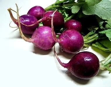 Purple Plum Radish Seeds - 50 Count - Crisp, Colorful & Easy to Grow - Image 1