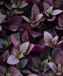 Purple Prince Alternanthera Live Plant – St. Joseph's Coat – 2.5" Pot – Indoor/Outdoor Foliage - Image 2