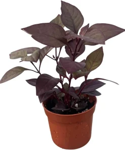 Purple Prince Alternanthera Live Plant – St. Joseph's Coat – 2.5