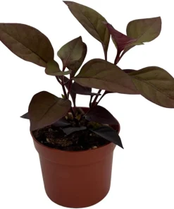 Purple Prince Alternanthera Live Plant – St. Joseph's Coat – 2.5