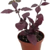 Purple Prince Alternanthera Live Plant – St. Joseph's Coat – 2.5" Pot – Indoor/Outdoor Foliage - Image 1