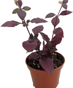 Purple Prince Alternanthera Live Plant – St. Joseph's Coat – 2.5