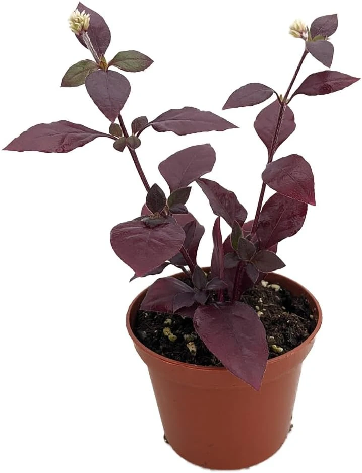Purple Prince Alternanthera Live Plant – St. Joseph's Coat – 2.5" Pot – Indoor/Outdoor Foliage - Image 1