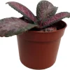 Purple Rain Flame Violet Live Plant - Episcia Indoor Plant - 2.5" Pot - Image 1