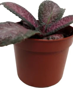 Purple Rain Flame Violet Live Plant - Episcia Indoor Plant - 2.5