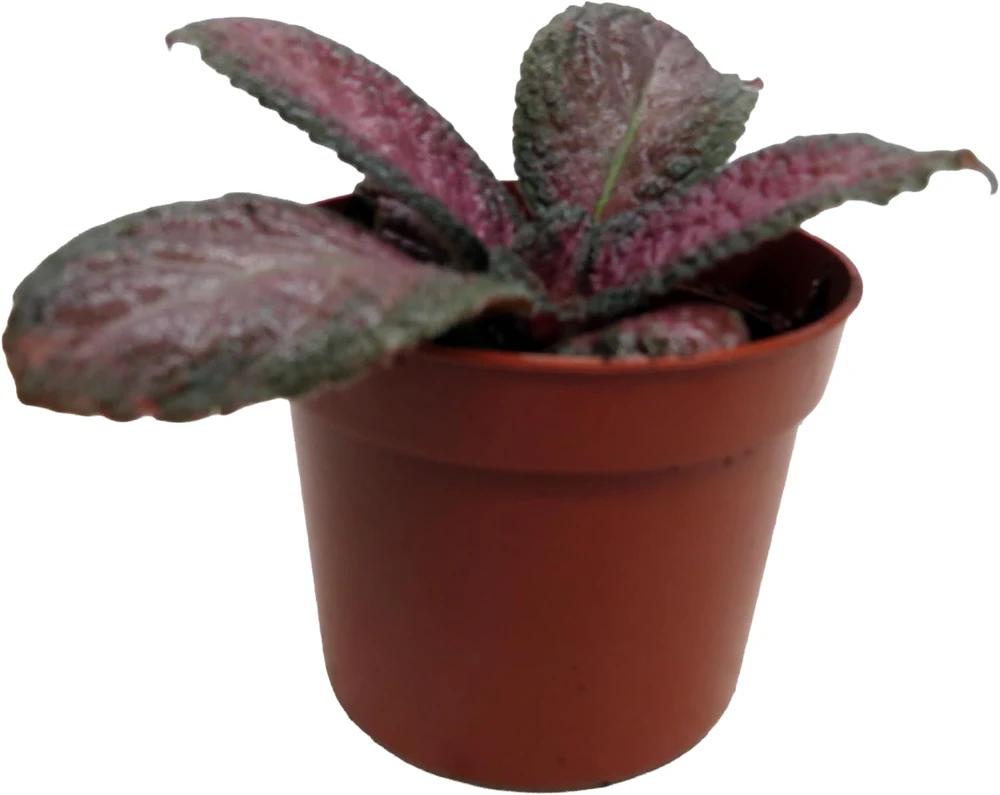 Purple Rain Flame Violet Live Plant - Episcia Indoor Plant - 2.5" Pot - Image 1