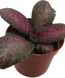 Purple Rain Flame Violet Live Plant - Episcia Indoor Plant - 2.5" Pot - Image 2