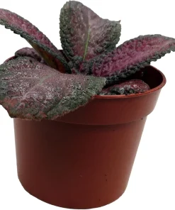 Purple Rain Flame Violet Live Plant - Episcia Indoor Plant - 2.5