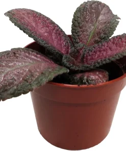 Purple Rain Flame Violet Live Plant - Episcia Indoor Plant - 2.5
