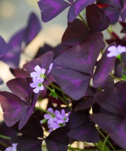 Purple Rain Shamrock Bulbs - Oxalis triangularis - 10 Count - Indoor/Outdoor - Image 2