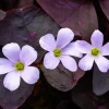 Purple Rain Shamrock Bulbs - Oxalis triangularis - 10 Count - Indoor/Outdoor - Image 1