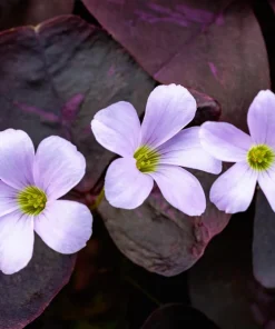 Purple Rain Shamrock Bulbs - Oxalis triangularis - 10 Count - Indoor/Outdoor - Image 1