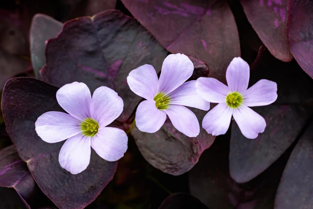 Purple Rain Shamrock Bulbs - Oxalis triangularis - 10 Count - Indoor/Outdoor - Image 1