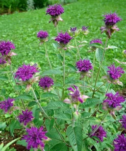 Purple Rooster Bee Balm Monarda Live Plant – Royal Purple Blooms – 1 Gallon Pot – Outdoor - Image 2