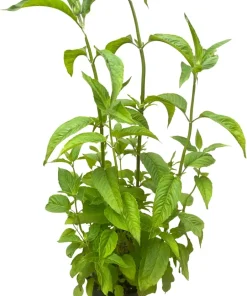 Purple Rooster Bee Balm Monarda Live Plant – Royal Purple Blooms – 1 Gallon Pot – Outdoor - Image 4