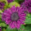 Purple Rooster Bee Balm Monarda Live Plant – Royal Purple Blooms – 1 Gallon Pot – Outdoor - Image 1