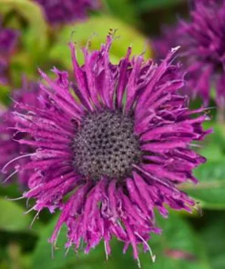 Purple Rooster Bee Balm Monarda Live Plant – Royal Purple Blooms – 1 Gallon Pot – Outdoor - Image 1