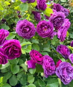 Purple Rose Seeds - Rosa Floribunda Bush Perennial Flower Seeds, 5 Count - Image 2