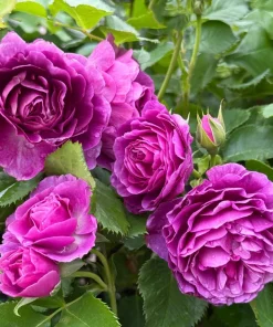 Purple Rose Seeds - Rosa Floribunda Bush Perennial Flower Seeds, 5 Count - Image 3