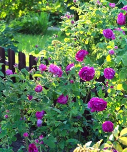 Purple Rose Seeds - Rosa Floribunda Bush Perennial Flower Seeds, 5 Count - Image 4