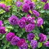 Purple Rose Seeds - Rosa Floribunda Bush Perennial Flower Seeds, 5 Count - Image 1