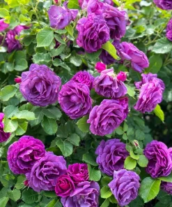 Purple Rose Seeds - Rosa Floribunda Bush Perennial Flower Seeds, 5 Count - Image 1