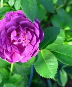 Purple Rose Seeds - Rosa Floribunda Bush Perennial Flower Seeds, 5 Count - Image 5
