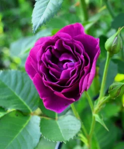 Purple Rose Seeds - Rosa Floribunda Bush Perennial Flower Seeds, 5 Count - Image 6