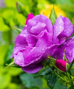 Purple Rose Seeds - Rosa Floribunda Bush Perennial Flower Seeds, 5 Count - Image 7