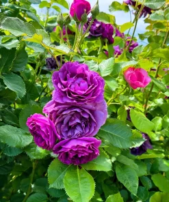 Purple Rose Seeds - Rosa Floribunda Bush Perennial Flower Seeds, 5 Count - Image 8
