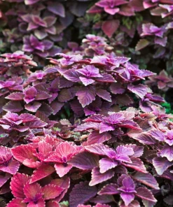 Purple Shiso Seeds - Perilla Frutescens Ornamental Herb - 300 Seeds - Green & Purple Foliage - Image 2