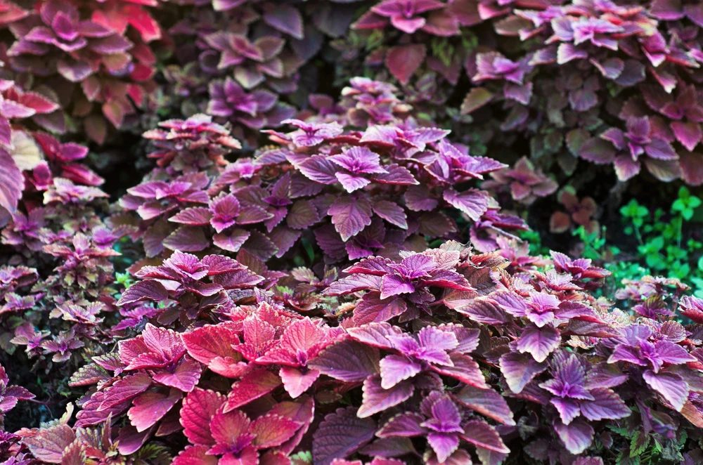 Purple Shiso Seeds - Perilla Frutescens Ornamental Herb - 300 Seeds - Green & Purple Foliage - Image 2