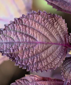 Purple Shiso Seeds - Perilla Frutescens Ornamental Herb - 300 Seeds - Green & Purple Foliage - Image 3