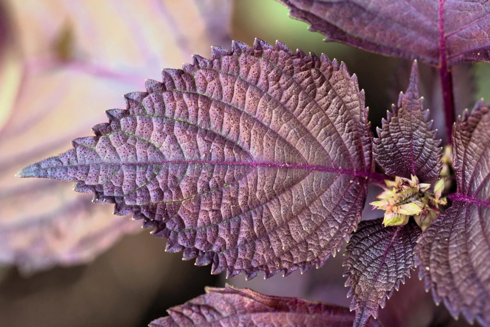 Purple Shiso Seeds - Perilla Frutescens Ornamental Herb - 300 Seeds - Green & Purple Foliage - Image 3