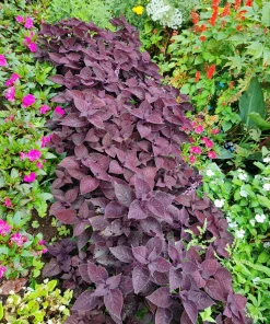 Purple Shiso Seeds - Perilla Frutescens Ornamental Herb - 300 Seeds - Green & Purple Foliage - Image 4