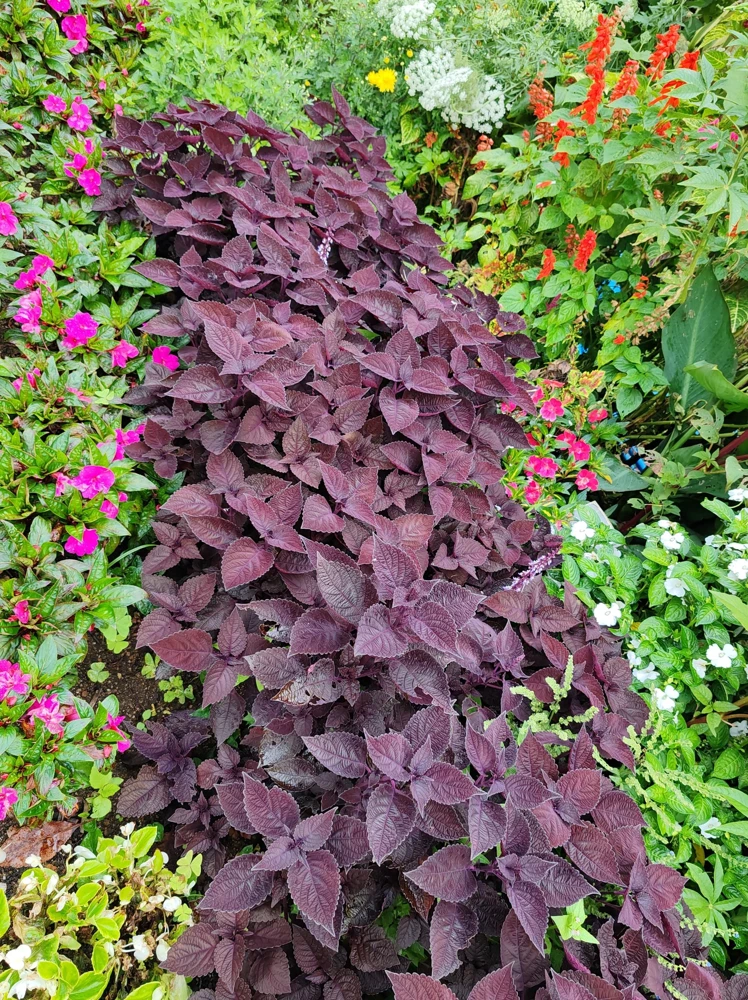 Purple Shiso Seeds - Perilla Frutescens Ornamental Herb - 300 Seeds - Green & Purple Foliage - Image 4