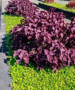 Purple Shiso Seeds - Perilla Frutescens Ornamental Herb - 300 Seeds - Green & Purple Foliage - Image 5