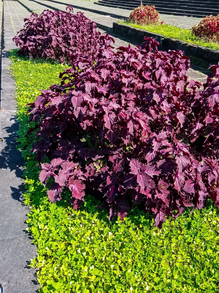 Purple Shiso Seeds - Perilla Frutescens Ornamental Herb - 300 Seeds - Green & Purple Foliage - Image 5