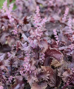 Purple Shiso Seeds - Perilla Frutescens Ornamental Herb - 300 Seeds - Green & Purple Foliage - Image 6