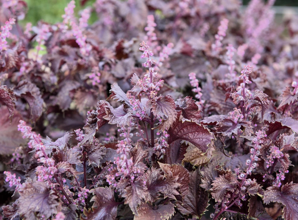 Purple Shiso Seeds - Perilla Frutescens Ornamental Herb - 300 Seeds - Green & Purple Foliage - Image 6