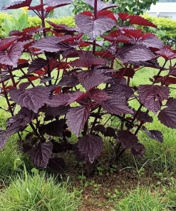 Purple Shiso Seeds - Perilla Frutescens Ornamental Herb - 300 Seeds - Green & Purple Foliage - Image 7