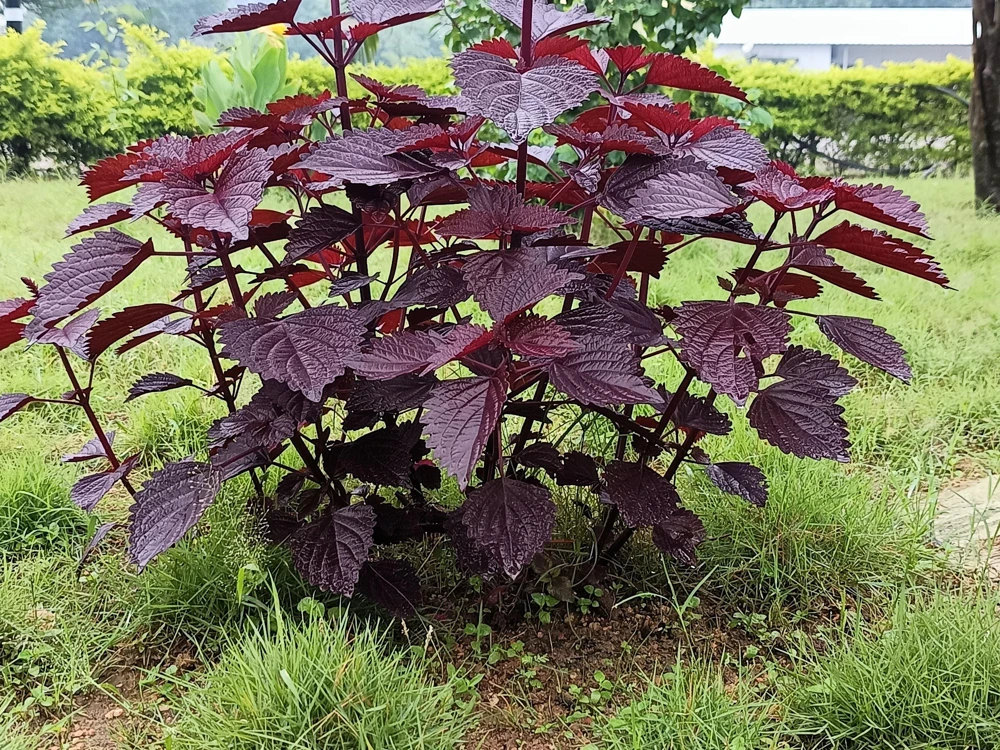 Purple Shiso Seeds - Perilla Frutescens Ornamental Herb - 300 Seeds - Green & Purple Foliage - Image 7