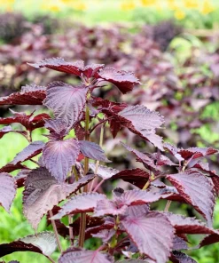 Purple Shiso Seeds - Perilla Frutescens Ornamental Herb - 300 Seeds - Green & Purple Foliage - Image 8