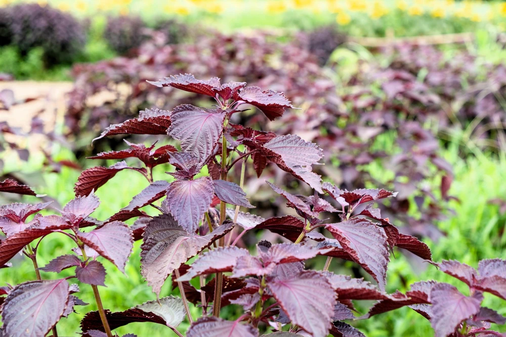 Purple Shiso Seeds - Perilla Frutescens Ornamental Herb - 300 Seeds - Green & Purple Foliage - Image 8