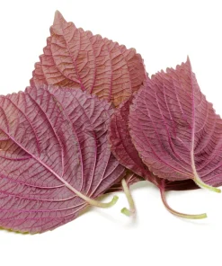 Purple Shiso Seeds - Perilla Frutescens Ornamental Herb - 300 Seeds - Green & Purple Foliage - Image 9